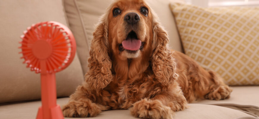 English,Cocker,Spaniel,Enjoying,Air,Flow,From,Fan,On,Sofa